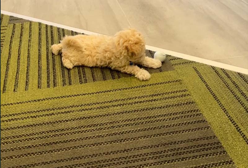 Rug Stain Removal Service